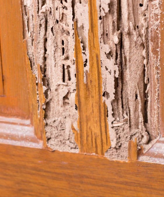 Termite Damage Repair Services